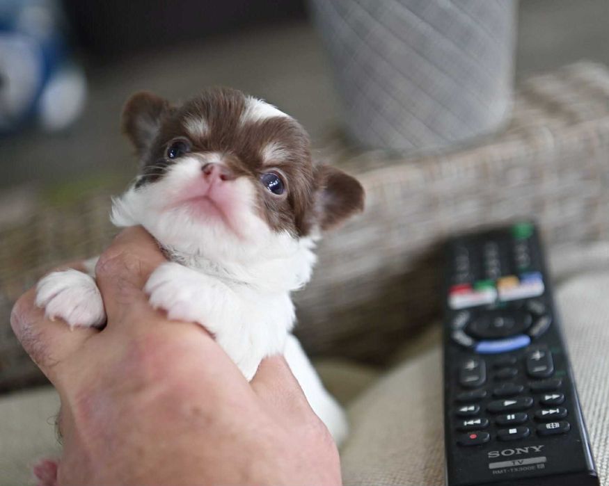 Мъжко дългокосместо мини чихуахуа