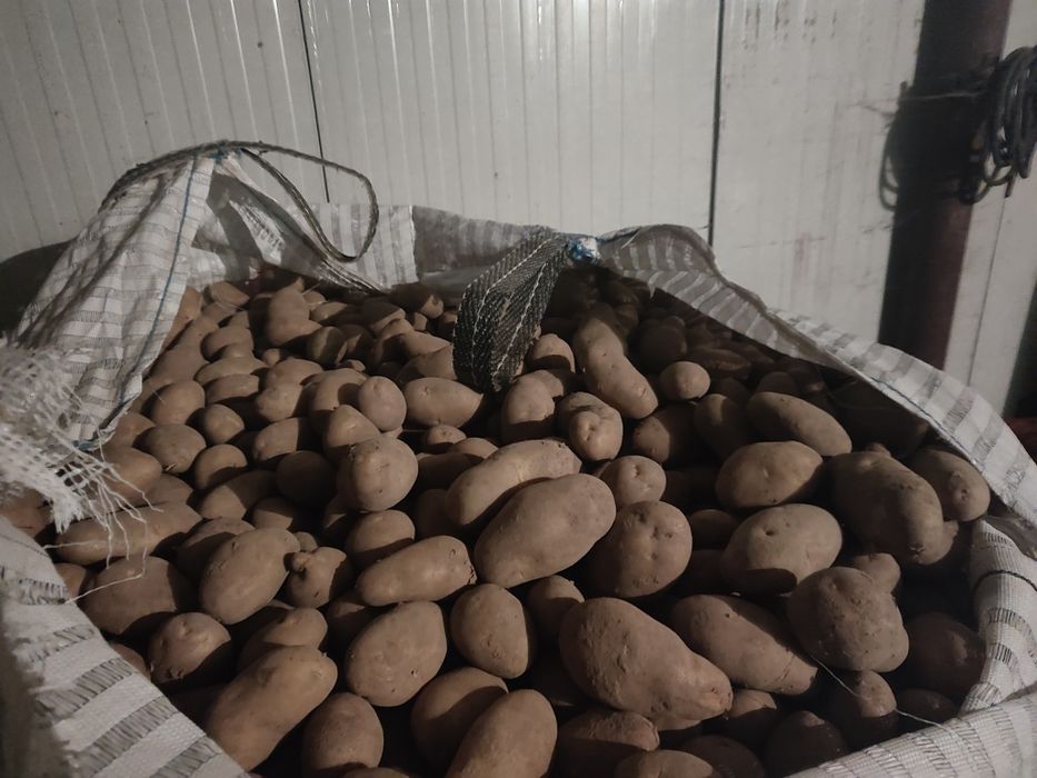 Cartofi consum calitatea 1 , cartofi mărunți 0,79lei/kg