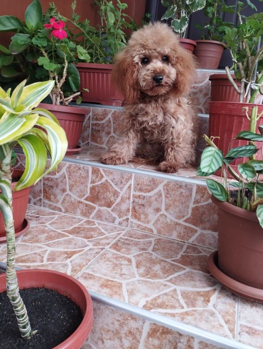 Мини Пудел Той Пудел.