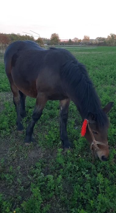 ‼️Manză semigrea de 6 luni ( iapă nu armăsar) foarte blândă 1700€‼️