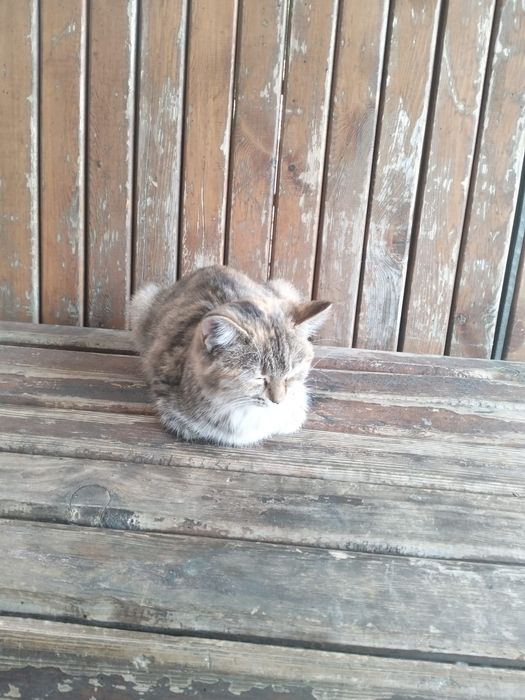Продам кошку милая