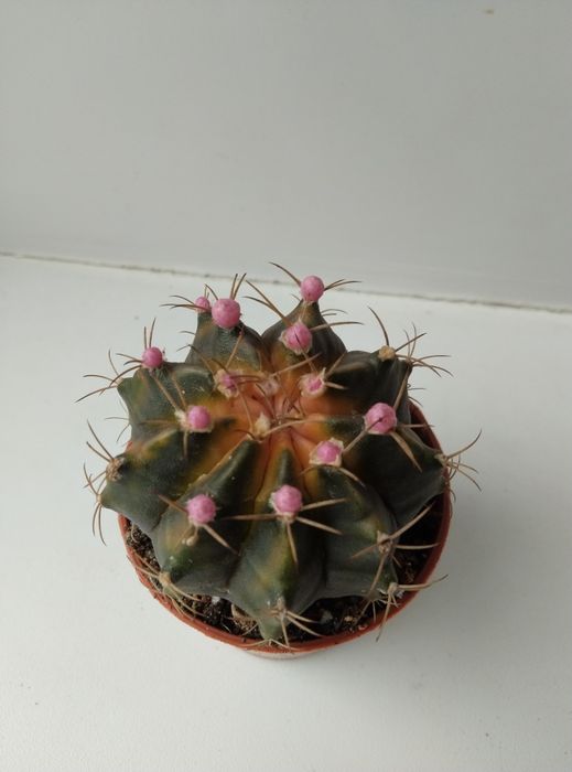 Комнатные растения продажа