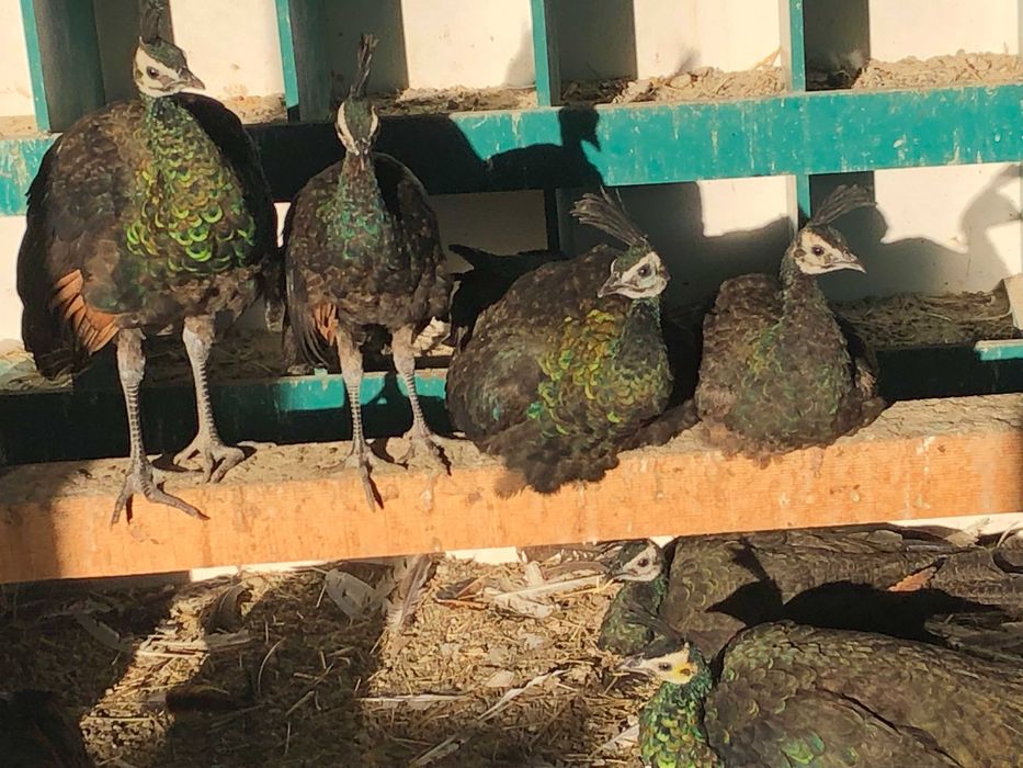 Vand paun verde muticus