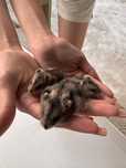 Vand hamsteri pitici