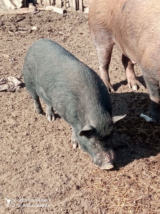 Вьетнамский кабан на племя
