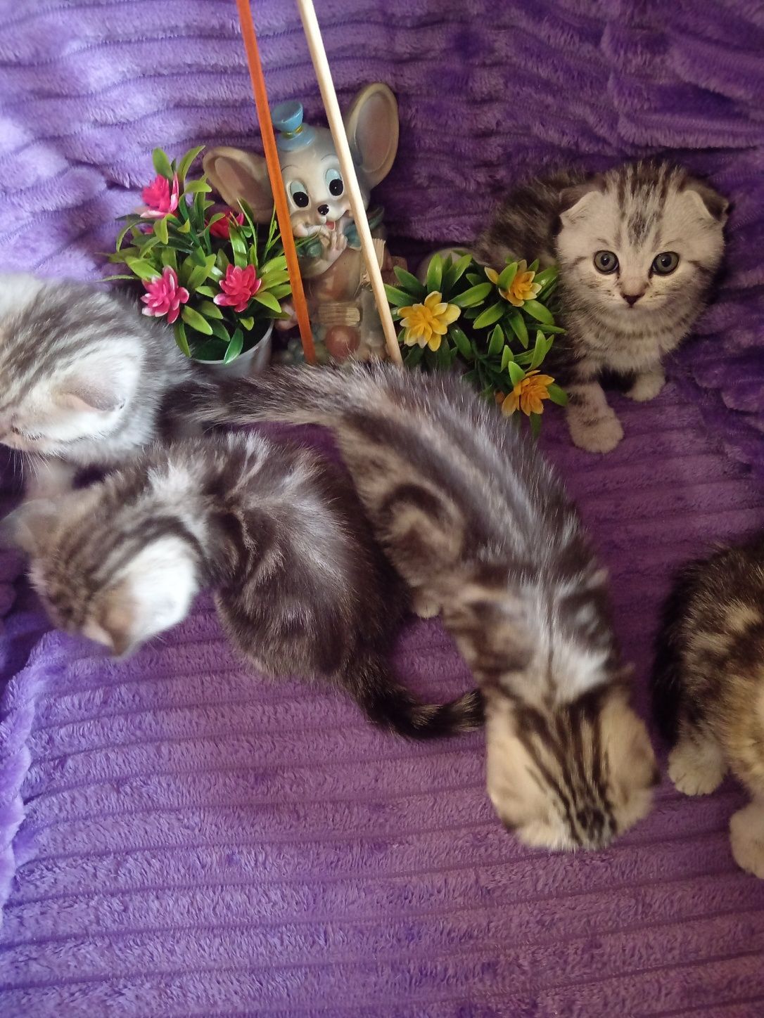 Продам шотладскую прямоухую кошечку .