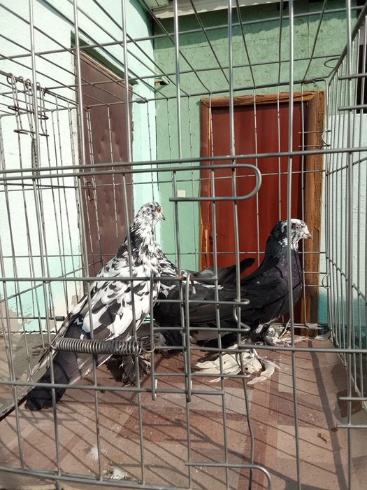 Тараз голуби продам