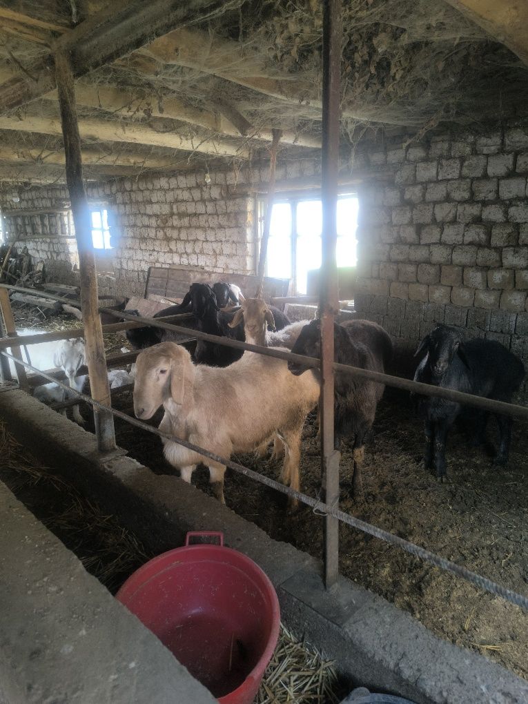 Qochqorlar  sotiladi