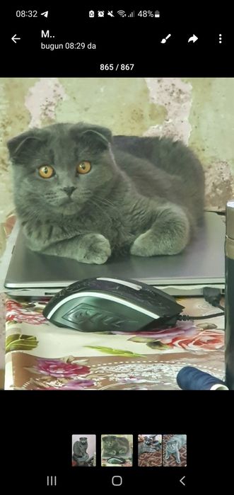 Шатландиская Фолд зоти