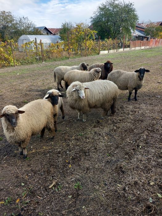 De vânzare Cârlane de  anul trecut