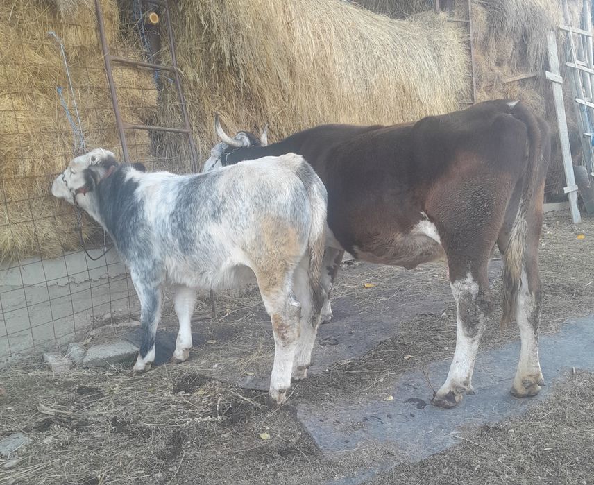 Vand doua vaci cu doua vitele