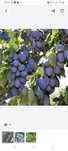 Prune de vanzare