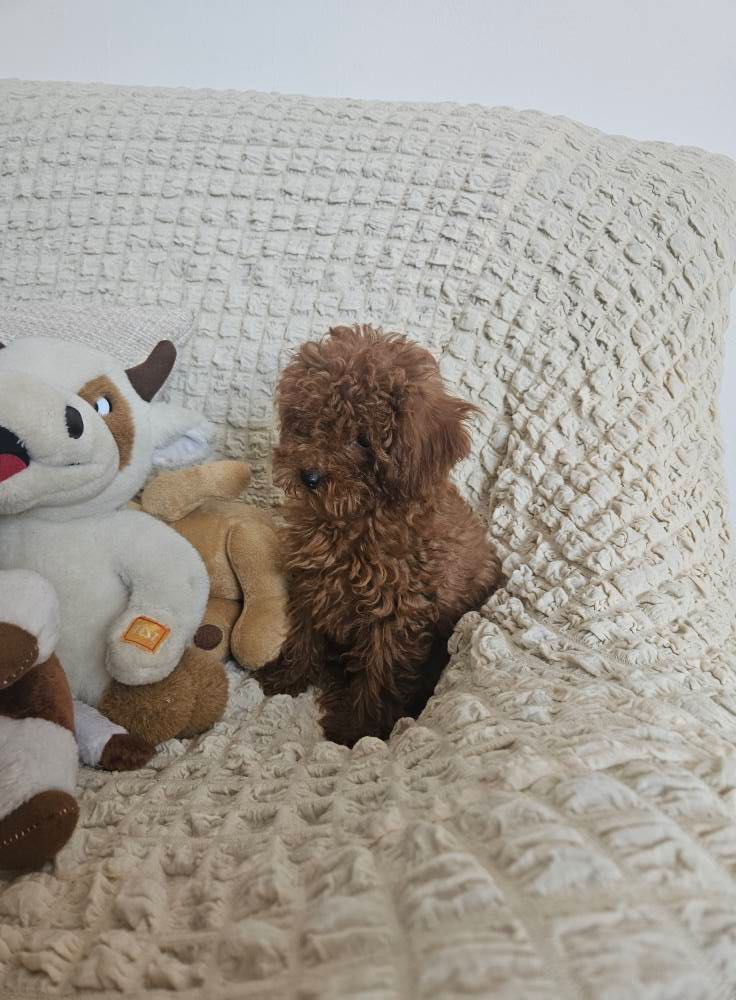 Toy Poodle Той Пудел с родословие FCI Женски