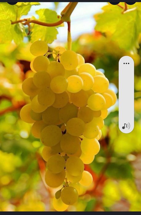 „Struguri de vin 2025 – livrare rapidă în toată țara”