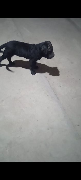 Zottor kuchuk bolasi