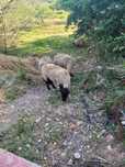 Vand oii suffolk
