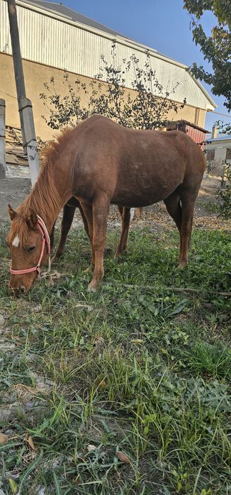 Ona bola ot sotiladi bolasi erkakcha