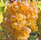 Struguri pentru vin