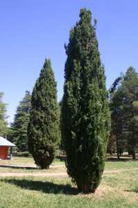 Cupressus Chiparos toscan Taxus baccatta tisa