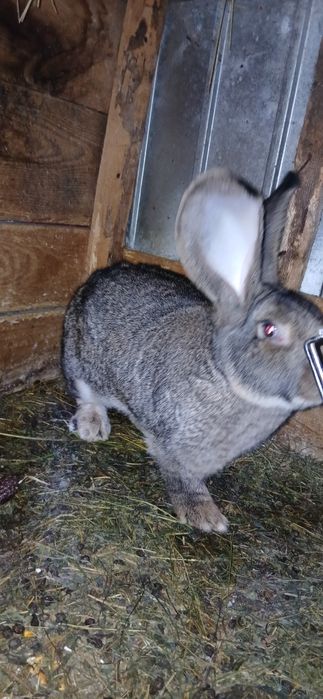 Vand uriaș german femela și mascul