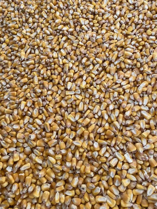 Царевица реколта 2025