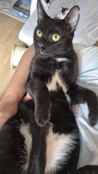 Max motanul cauta familie