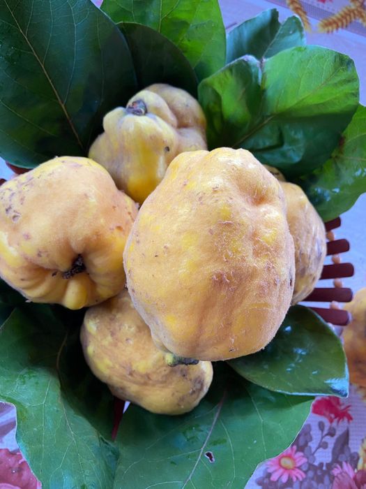 Vând gutui mari și frumoase!