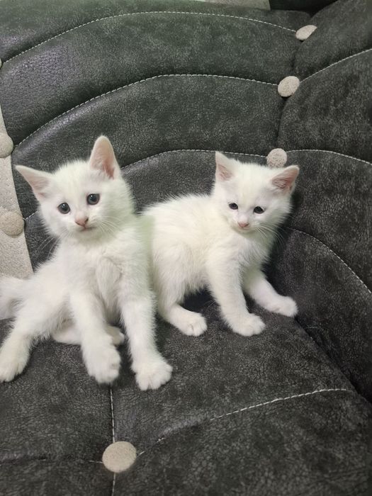 Chiroyli shirintoy turkangora bolalari