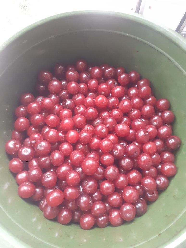 Продам спелую садовую вишню
