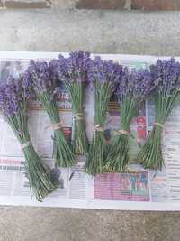 Lavanda Buchet lavandă