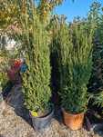 Taxus 1.7 m la ghiveci