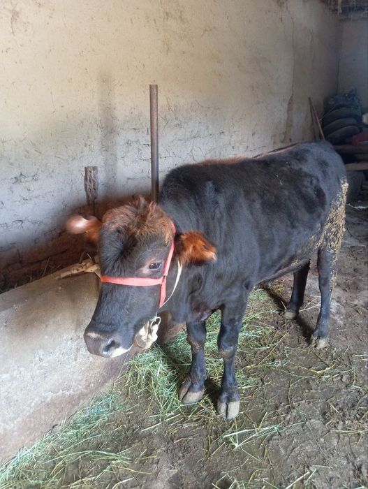 Хукиз сотилади 1 ёш нархи25 милён