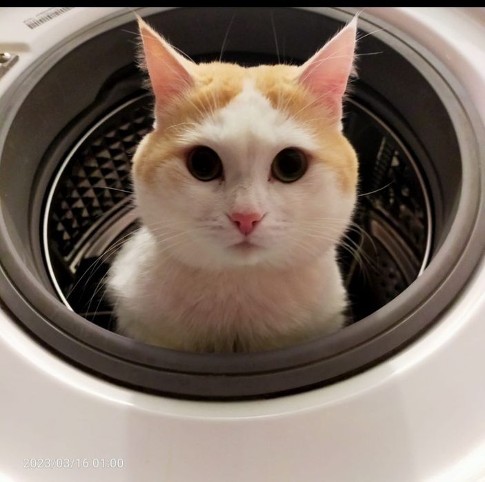 Отдам в добрые руки кота