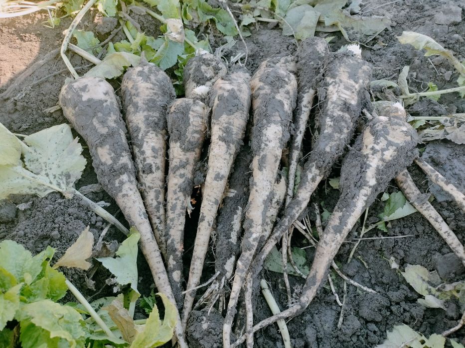 Păstârnac de vanzare