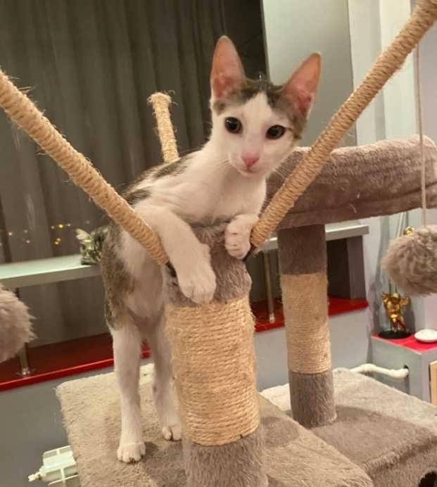 Adoptie pui de pisica, Alma