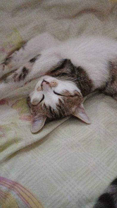 котенок ищет дом