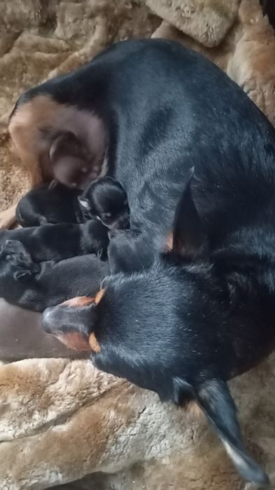 Бронь на щенков породы карликовый пинчер папа той-терьер