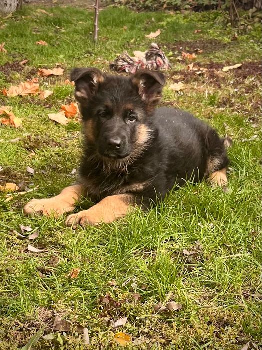 Немска овчарка женска