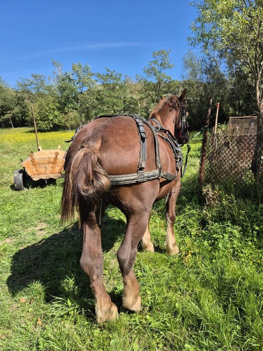 Vand cal castrat in varsta de 5 ani.