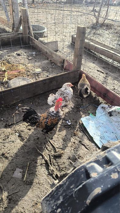 Vand 6 puicute si 2 cocosi pitici