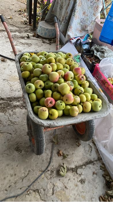 Продам домашние зимние яблоки