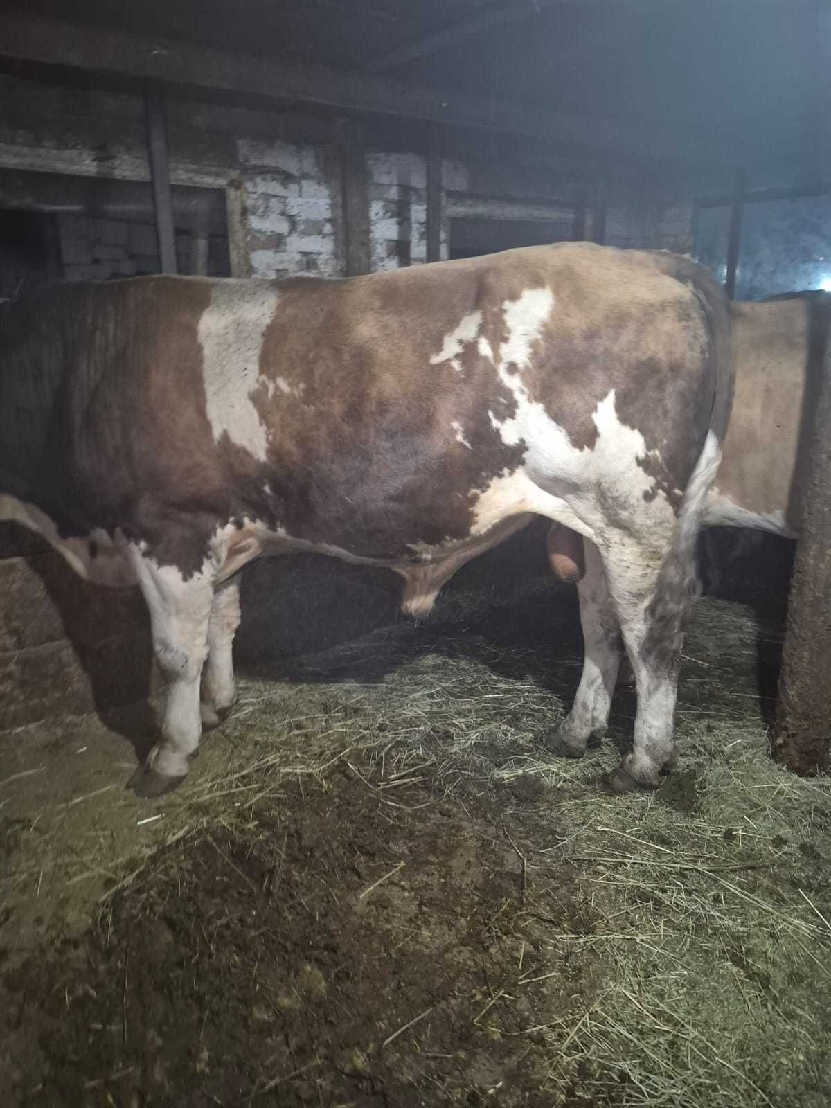 Vând vaca balțată românească și un Taur