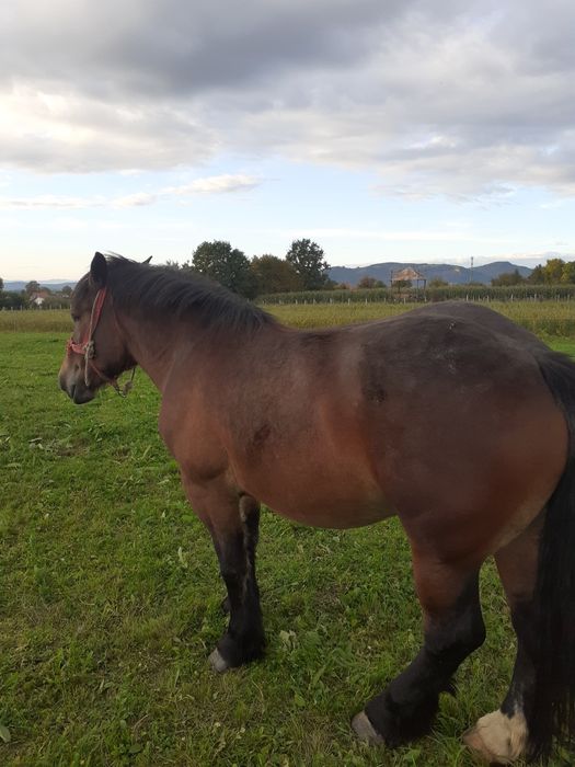 Vând mânză grea de 4 ani