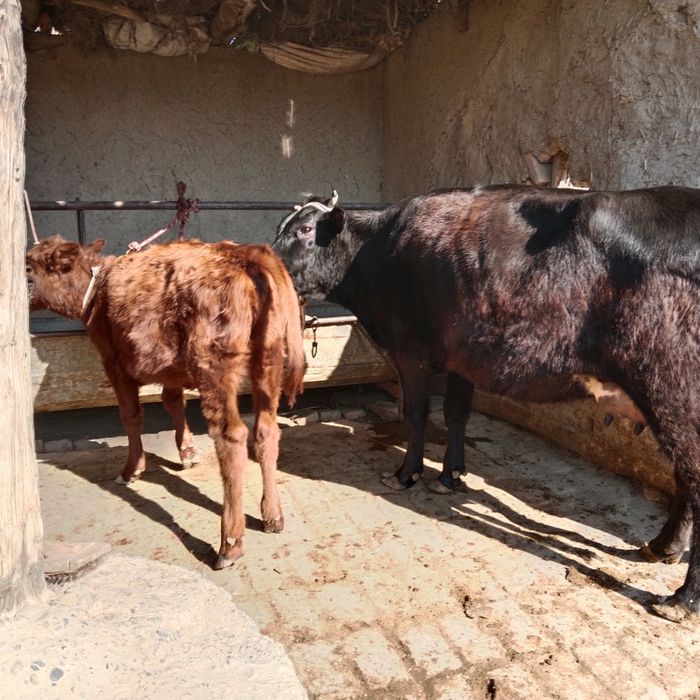 Ona bola sotiladi yeb ichishi zoʻr ichi bugʻoz 3oylik