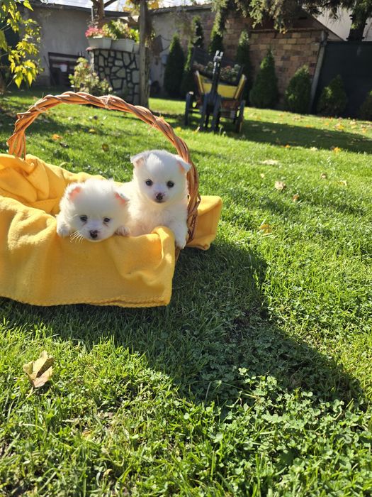 Померан Померанче