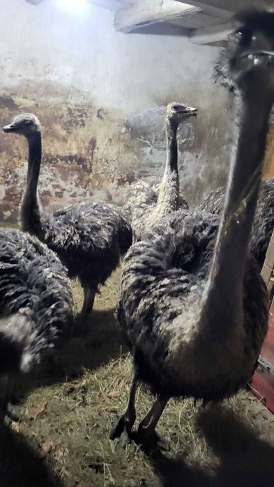 Struti 4 luni ~40kg