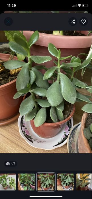 Комнатные цветы