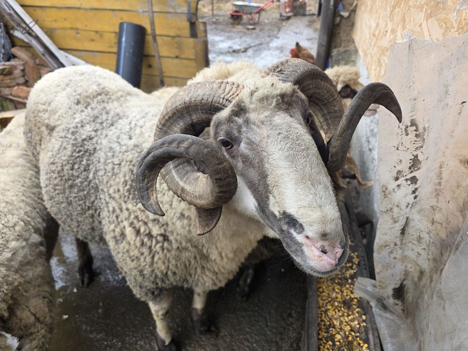 Berbec carabas de vânzare