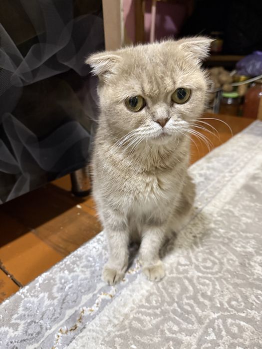 Mushu sotiladi, Qiz bola