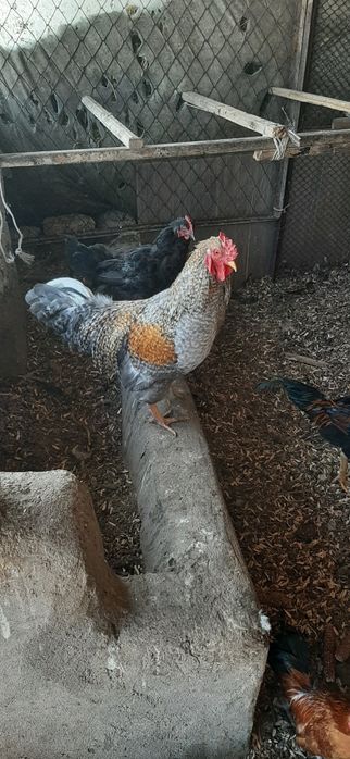 “Sifatli va sog‘lom xórozlar sotiladi!”